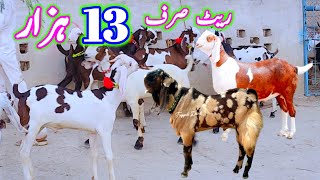 ablak beetal bakry Qurbani 2025 ke at bismillah goat farm goat farming in Pakistan goat business [upl. by Kulsrud441]