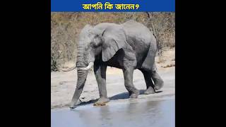 অজানা কিছু তথ্য facts banglafacts [upl. by Pinebrook]