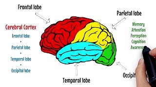 The Brain Explained  Cerebral Cortex  Frontal Lobe  Parietal Lobe 🔴 [upl. by Teerprah]