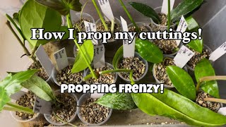 How do I propagate my plants Lechuza PON [upl. by Ahsimin457]