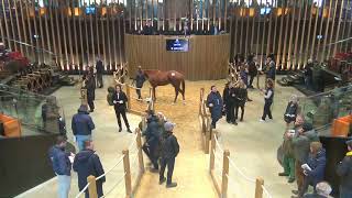 J3  Top Price N°2  142000E  N NO NEWS 2023  Vente Arqana dAutome 2024 [upl. by Llyrrad954]