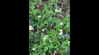 Herbal Medicine making Fleabane tincture [upl. by Salangi]