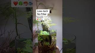 Lowtech No Filter Aquarium ❤️🍀🦐🐟 shorts [upl. by Lynda]