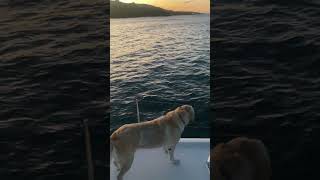 Sail Sunset  LuperónDominican Republic Sailing Travel Sunset Oceanlife Catamaran Views Dogs [upl. by Combes]