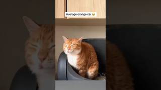 Cats Funny Moments 2 🤣 cat cats comedy [upl. by Arimihc]