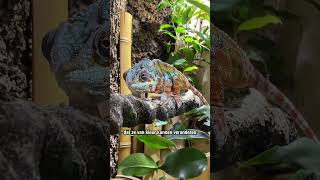 Carlijn had het in de vorige video over de… kameleon 🦎 [upl. by Romo472]