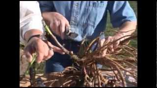 Dividing Peonies with Adelman Peony Gardens [upl. by Airrotal]