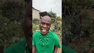 Zegeze  Wo maame baako Tik Tok New Sound [upl. by Aiekat]