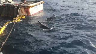 7 Baby false killer whales IMG 4544 [upl. by Connell132]