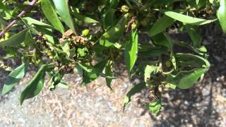 Syrphidid Hover fly on Myoporum laetum Ngaio [upl. by Herminia756]