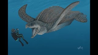 The Gigantic Sea Turtle  Archelon [upl. by Forras103]