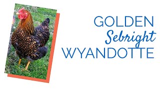 Golden Laced Wyandotte Chicks  Chickens For Backyards [upl. by Redlac]