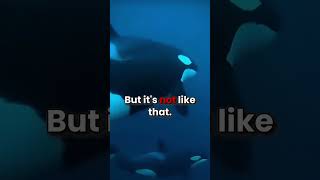 stingray is scared of orcas 😨 [upl. by Stephen130]