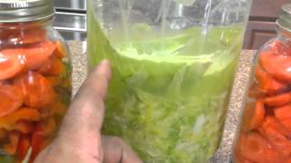 Making fermented lactose vegetables and sauerkraut [upl. by Tnecillim]