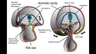 EMBRYOLOGY IX Folding of the Embryonic Disc and Related Disease [upl. by Selig]