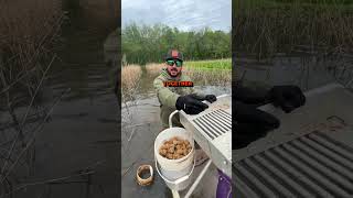 TRADITIONAL CRAWFISH BOATS 🦞🚣‍♂️  LOUISIANA CRAWFISH COMPANY [upl. by Arabela739]