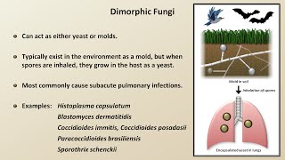 Classification and Structure of Fungi Fungal Infections  Lesson 1 [upl. by Niltyak]