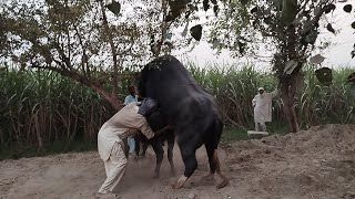 “Farm Mating Rituals Man Assists Buffalo Breeding” [upl. by Leile]