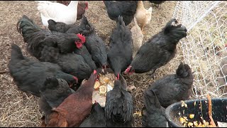 How I feed 30 chickens for 125 a day [upl. by Anceline]