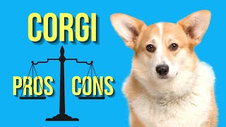 Corgi Pros and Cons Cardigan amp Pembroke Breeds [upl. by Ainehs]