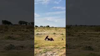 Antelope vs Leopard Group Wild Animals Close Range Leopard vs Antelope [upl. by Mou]