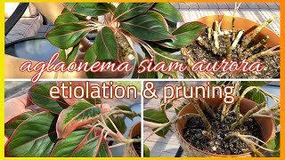 My Leggy Aglaonema Red Siam  Reasons of Etiolation and Solutions  How to Propagate Aglaonema [upl. by Olbap]