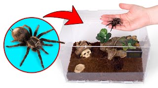 Cómo crecen las tarántulas  Una perfecta casa para tu mascota araña [upl. by Zimmer]