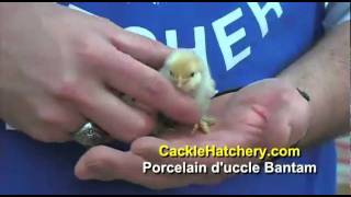 Porcelain Duccle Bantam Chicken Breed  Cackle Hatchery [upl. by Nnaira]