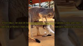 Other Functions of the Kangaroo Pouch [upl. by Desta]