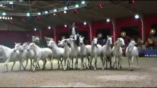 Lorenzo at European Arabian Horse Championships  October 2014 [upl. by Ut]