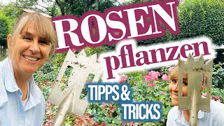 Rosen richtig EINPFLANZEN bzw UMpflanzen 🌸☀🌹 und wann nutzt Du den KartonTrick [upl. by Odnumyer]