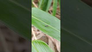 Stalkeyes Flies unknown species in Taiwan 台灣的柄眼蠅 未知物種 [upl. by Gwynne702]