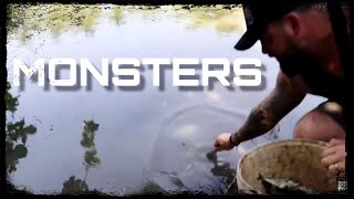 Feeding MONSTER CATFISH in THAILAND [upl. by Coltun]