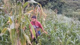 Casi se nos va la mano con el tiempo de la dobla de la milpa🌾😱😱 [upl. by Earas]