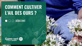 TUTO Comment cultiver l’ail des ours  – Jardinerie Gamm vert [upl. by Lenoyl]