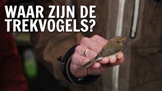 Waar zijn de vogels als ze niet in Nederland zijn  De Buitendienst over Trekvogels [upl. by Marwin690]