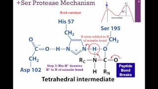 038Chymotrypsin Mechanism [upl. by Raila19]