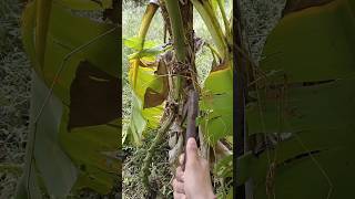 Cutting Banana Tree Farm agriculture cuttingskils farming shorts [upl. by Terrag745]