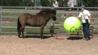 Introducing Twistur to horse soccer ball [upl. by Hildie]