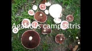 Agaricus campestris [upl. by Neila]