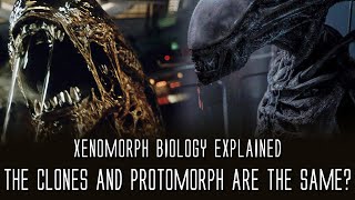 Why are Clone Xenomorph and Protomorph so Similar  Xenomorph Biology Explained [upl. by Macilroy368]