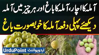 Amla Ka Achar Kaise Banta Hai Amla Tree Farming  See Amlas Beautiful Garden For The First Time [upl. by Odrareg]