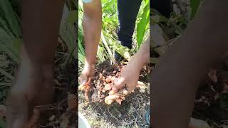 4 kg of turmeric per 1 plant  This turmeric is a biennial crop  turmeric [upl. by Nehgam582]