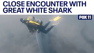 Scuba divers have onceinalifetime encounter with great white shark near Catalina [upl. by Nosnar]