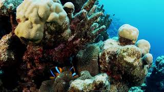 Scuba Diving from the Marshall Islands Kwajalein Atoll Diving Mann 23 September 2024 [upl. by Faso701]