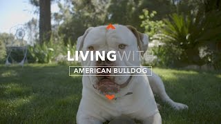 ALL ABOUT LIVING WITH AMERICAN BULLDOGS [upl. by Telracs]