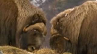 Viking Wilderness  Muskox High Speed Collision [upl. by Herrod]