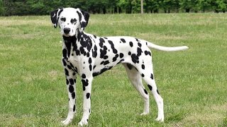 Dalmatien tout savoir sur cette race de chien Dalmatian dog VF [upl. by Camile352]