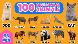 100 Most Popular Animals in the World  English Vocabulary for Kids  Fun Animal Names Learning [upl. by Hsetim]