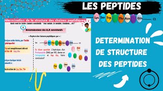 📣Les PEPTIDES Détermination de la Structure Des Peptides اقوى شرح للبيبتيد😍 PEPTIDSMEDECINE​ SNV [upl. by Trefor]